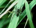 Wolf Spider (Hogna helluo)