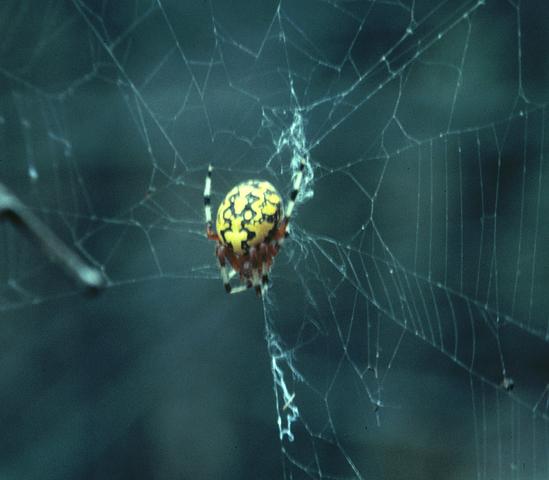 <b>Marbled Spider</b> (<i>Araneus marmoreus</i>)