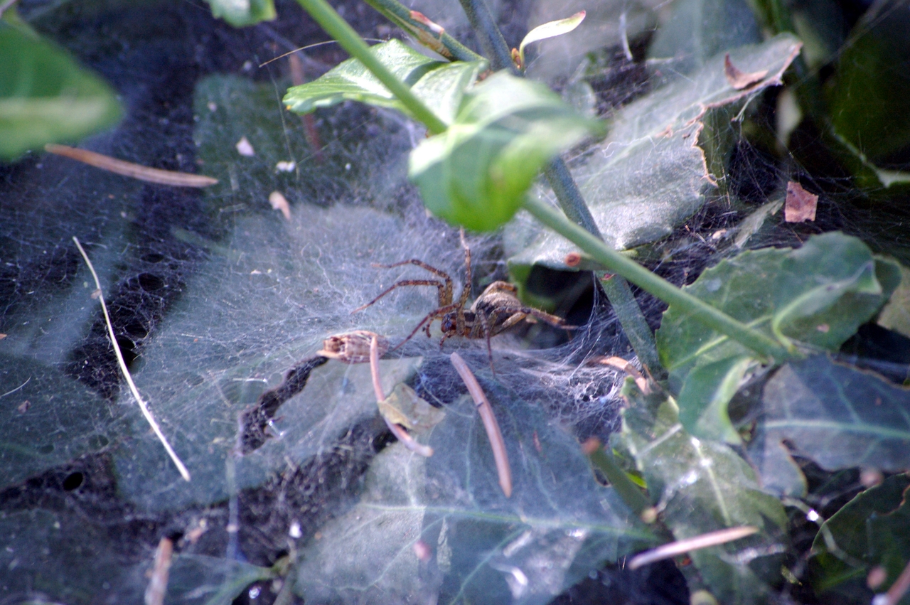 <b>Pennsylvania Grass Spider</b> (<i>Agelenopsis pennsylvanica</i>)