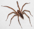 Dotted Wolf Spider (Rabidosa punctulata)