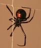 Southern Black Widow, female  (Latrodectus mactans)