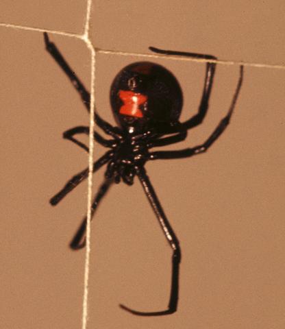 Southern Black Widow, female  (Latrodectus mactans)