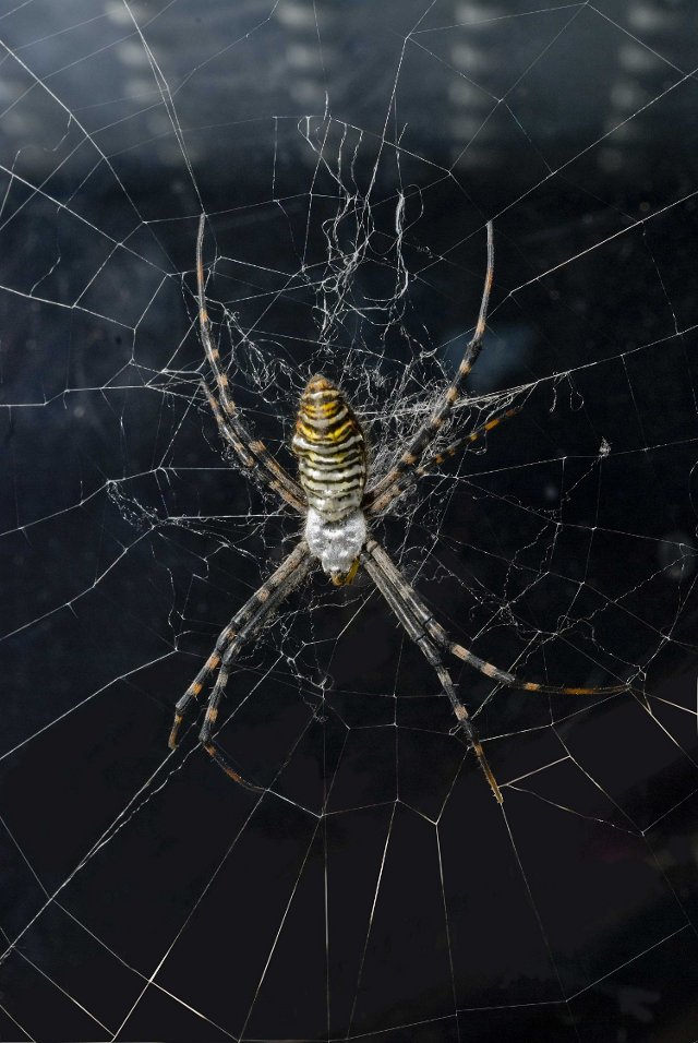 Banded Argiope (<i>Argiope trifasciata</i>)