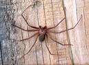 Brown Recluse  (Loxosceles reclusa)