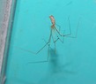 Cellar Spider (Pholcus phalangioides)