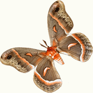 photograph of cecropia moth