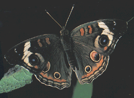 photo of a buckeye butterfly