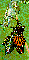 Adult monarch emerging from cocoon