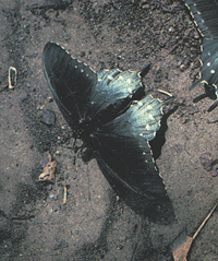 photo of Pipeline Swallowtail butterfly