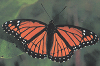 photo of Viceroy butterfly