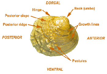 Labeled drawing of Purple wartyback exterior shell
