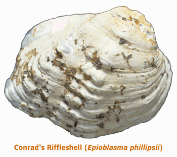 photo of Epioblasma phillipsii