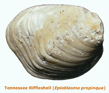 photo of Epioblasma propinqua