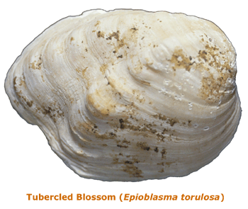 photo of Epioblasma torulosa