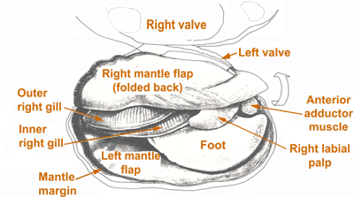 diagram of interior mussel parts