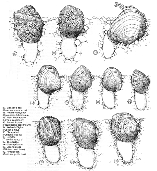 graphic of mussels