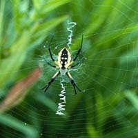 photo of aurantia spider
