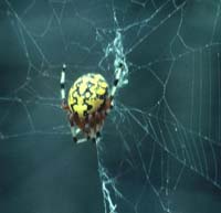 photo of an aurantia spider