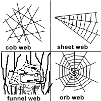 The Different Types Of Spider Webs