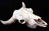 Bison skull