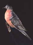 Passenger Pigeon