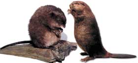 muskrat/beaver