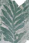 Fossilized Fern