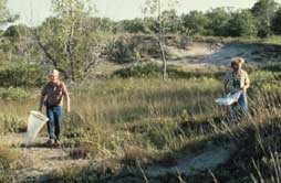 searching for insects