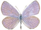 Karner blue butterfly