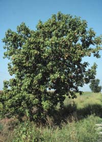 Aesculus glabra