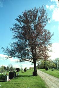 Acer rubrum