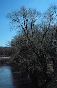 Acer saccharinum