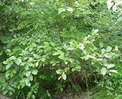 Alnus serrulata