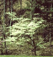 Cornus florida