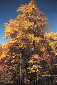 Carya ovata