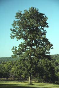 Carya tomentosa