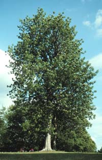 Fraxinus quadrangulata