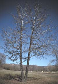 Liquidambar styraciflua