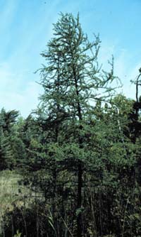 Larix laricina