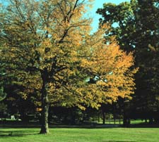 Quercus stellata