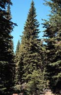 Picea glavca