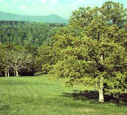 Quercus alba