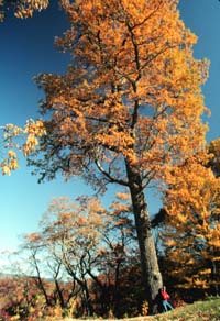 Quercus montana