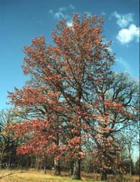 Quercus palustris