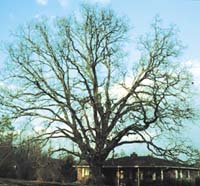 Quercus stellata