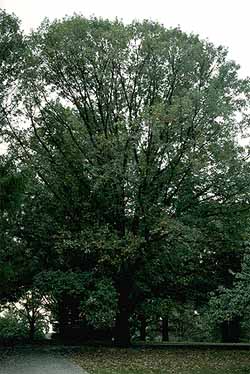 Quercus macrocarpa