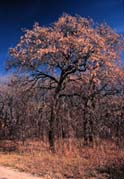 Quercus stellata