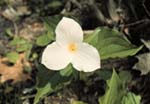 Trillium grandiflora