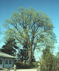 Ulmus americana