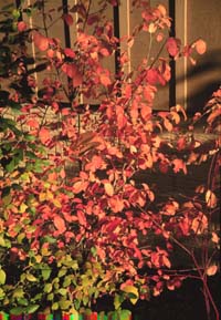 Viburnum prunifolium